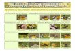 BEES and WASPS (Hymenoptera) - Stetson University