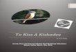 To Kiss A Kiskadee - Sunrise Birding