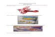 RC Aero Modelling Items For Sale NEW AIRCRAFT