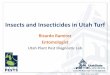 Insects and Insecticides in Utah Turf