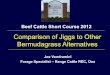 Comparison of Jiggs to Other Bermudagrass Alternatives