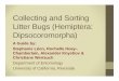 Dipsocoromorpha collecting and sorting guide