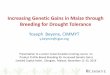 Increasing Genetic Gains in Maize through Breeding for 