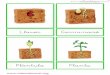 ciclo de la vida de una planta de judia verde letra imprenta