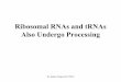Ribosomal RNAs and tRNAs Also Undergo Processing