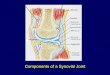 Components of a Synovial Joint - University of Iowa