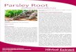 Parsley Root