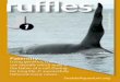 ruffles J © whaleresearch - Killer Whale Tales