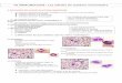 TD IMMUNOLOGIE : Les cellules du système immunitaire