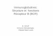 Immunoglobulines: Structure et fonctions Récepteur B (BCR)