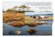 Horses of Assateague Island Population and Habitat 