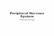Peripheral Nervous System - Therapists for Armenia