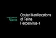 Feline Herpesvirus-1 OLeary