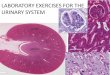 LABORATORY EXERCISES FOR THE URINARY SYSTEM