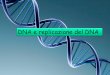 DNA e replicazione del DNA - Unife