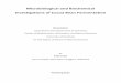 Microbiological and Biochemical Investigations of Cocoa 