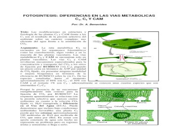 PDF) plantas c3 c4 y cam - DOKUMEN.TIPS
