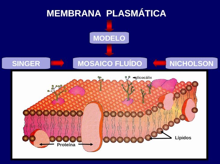 PPT) SINGER NICHOLSON Proteína Lípidos MODELO MOSAICO FLUÍDO glicocálix  MEMBRANA PLASMÁTICA 