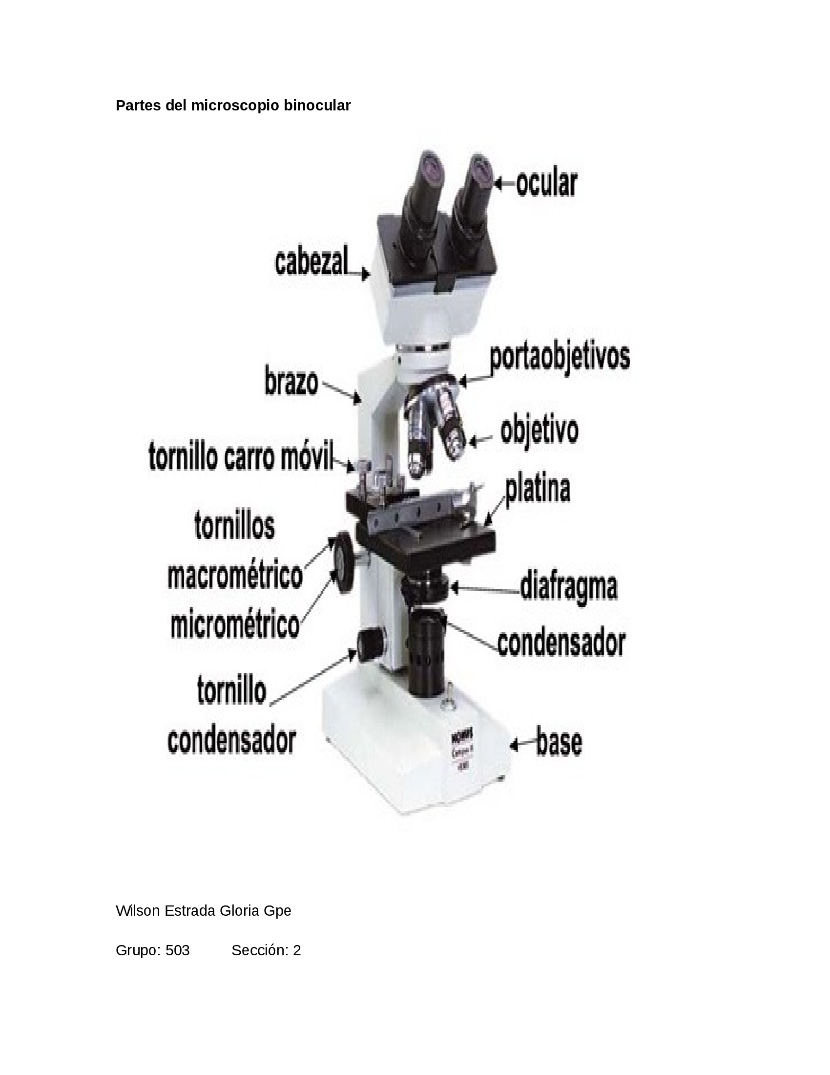 DOCX) Partes Del Microscopio Binocular - DOKUMEN.TIPS