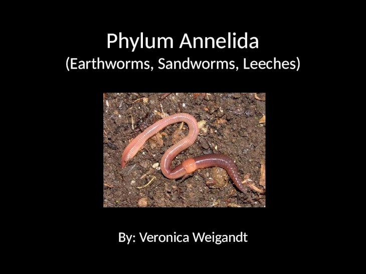 PPTX) Phylum Annelida (Earthworms, Sandworms, Leeches) 