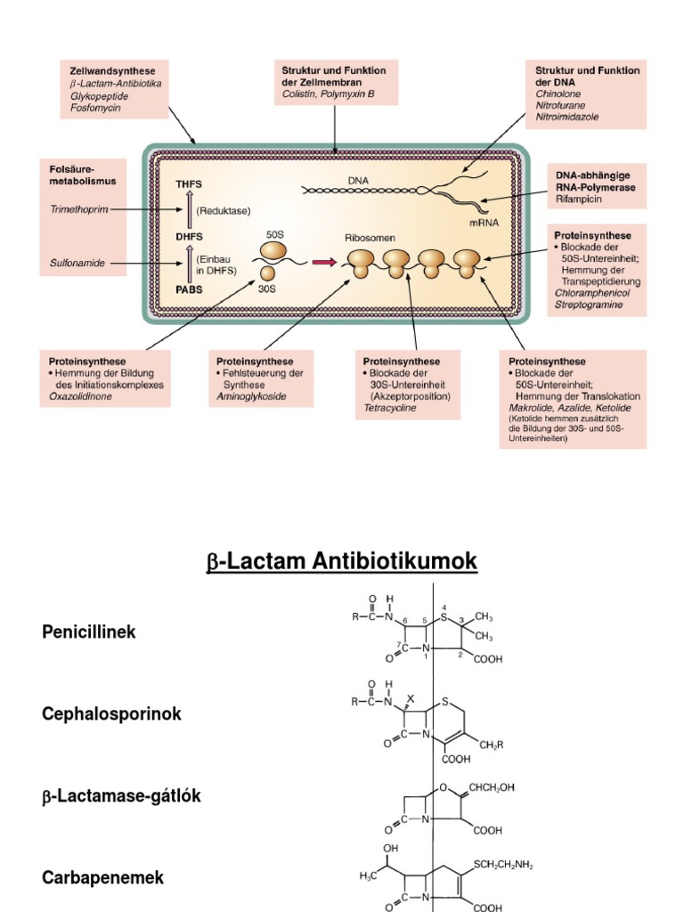 PDF) Antibiotikumok I - DOKUMEN.TIPS