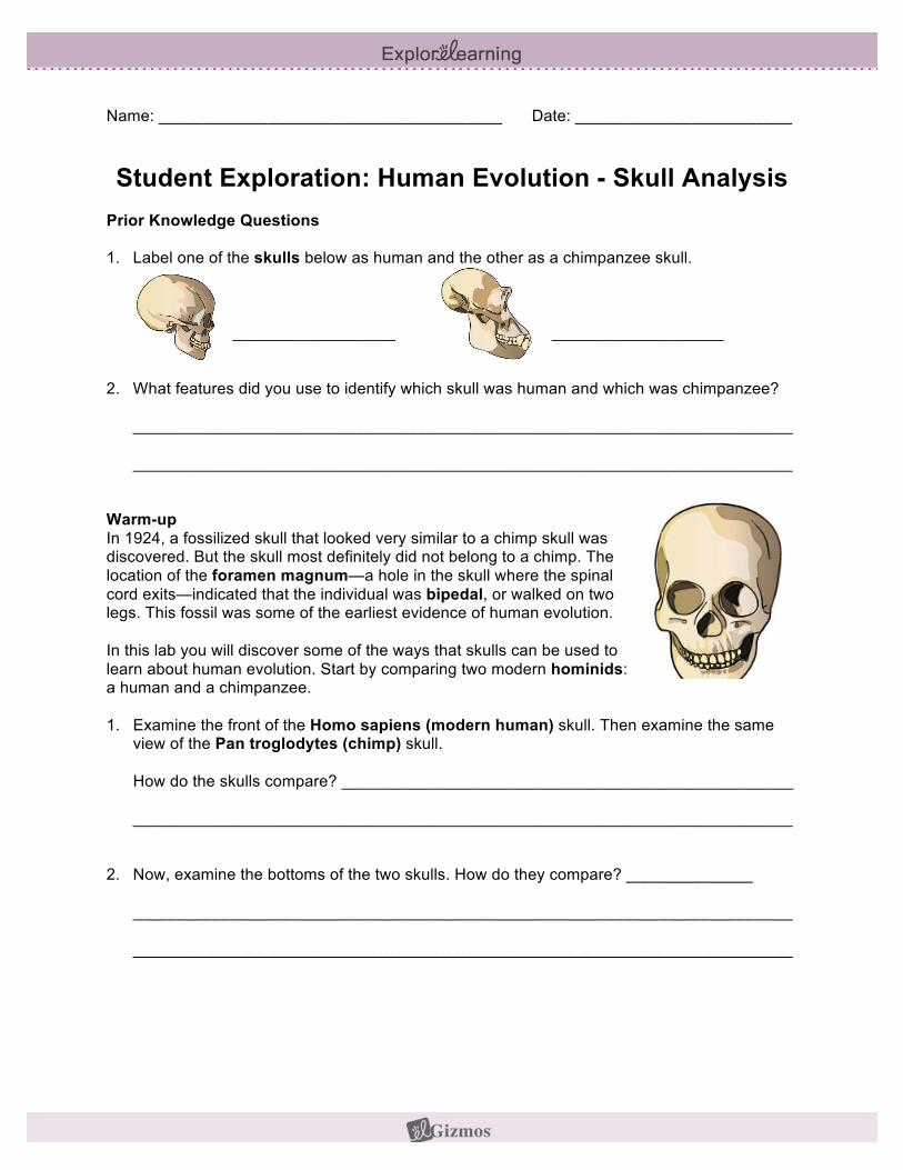 pdf-student-exploration-human-evolution-skull-analysis974029863910305265-weebly