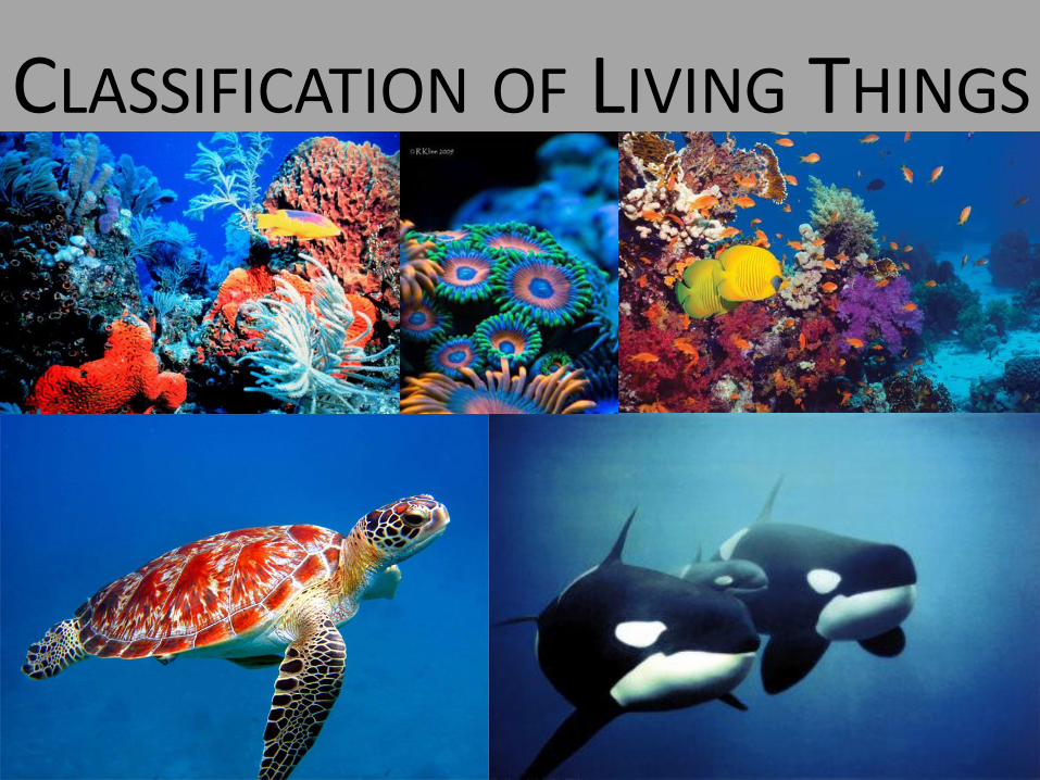 pdf-classification-of-living-things-paramorinaascience-weebly