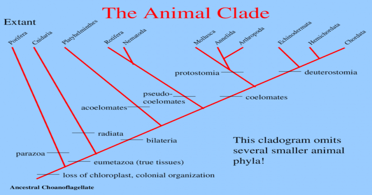 The Animal Clade Chordata Ancestral Choanoflagellate Cnidaria