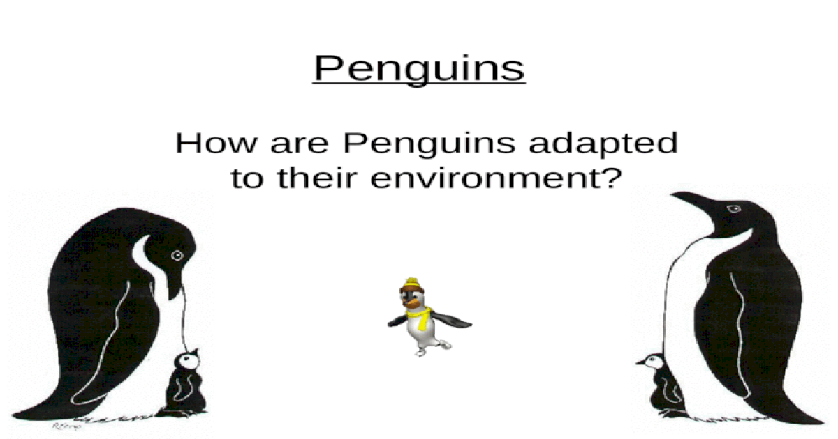 how do penguins adapt to their surroundings