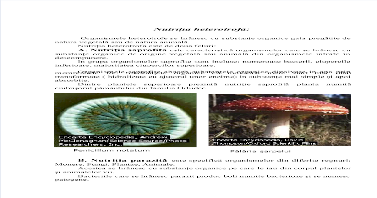 szaprofita parazita)